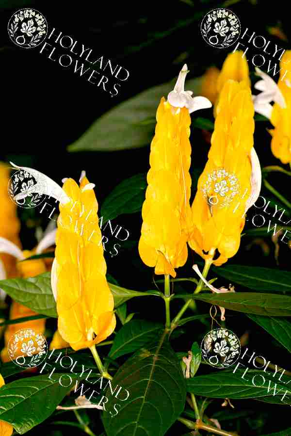Golden shrimp-plant