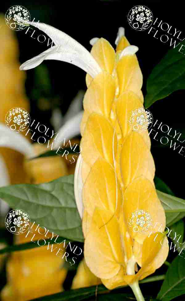 Golden shrimp-plant