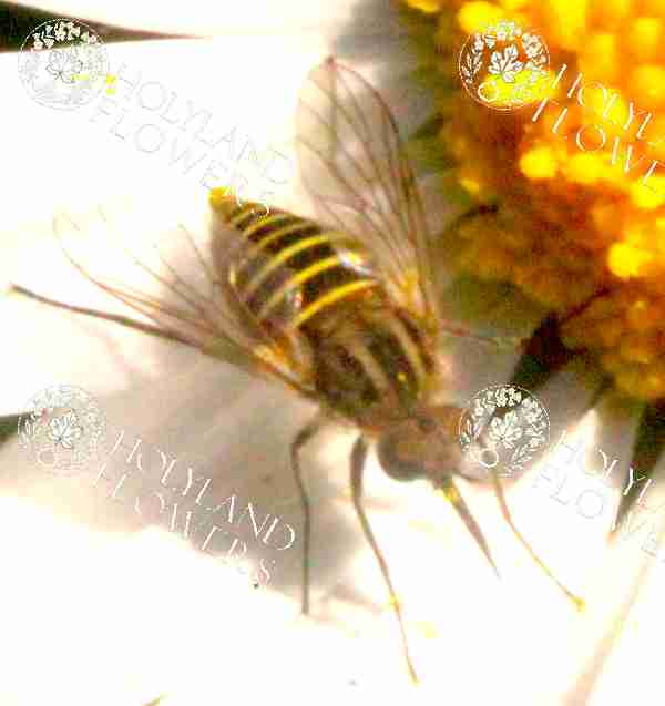 Palestine Chamomile