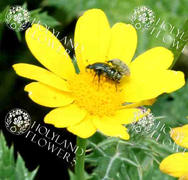 Crown daisy