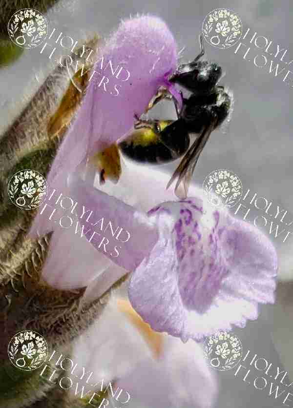 Greek sage